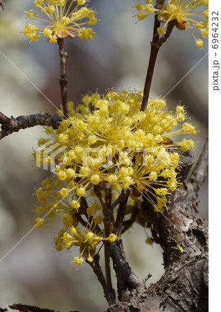 山茱萸(さんしゅゆ) 6964232