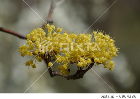 山茱萸(さんしゅゆ) 6964236