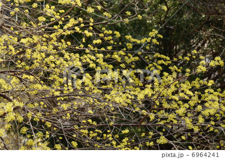 山茱萸(さんしゅゆ) 6964241