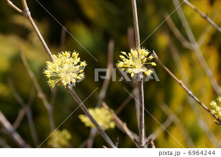 山茱萸(さんしゅゆ) 6964244