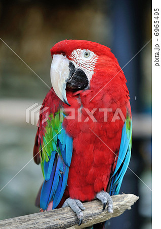 アカコンゴウインコ 6965495