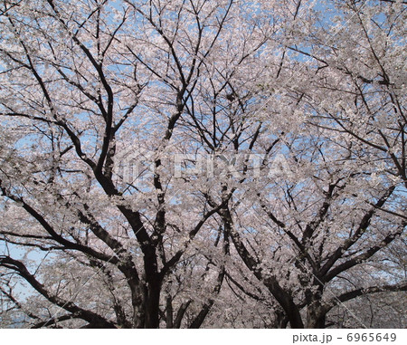 桜木　花 6965649