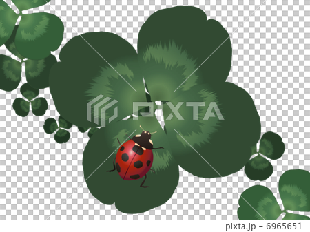 瓢蟲和三葉草3 6965651