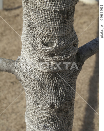 樹木のこも被り 6965901