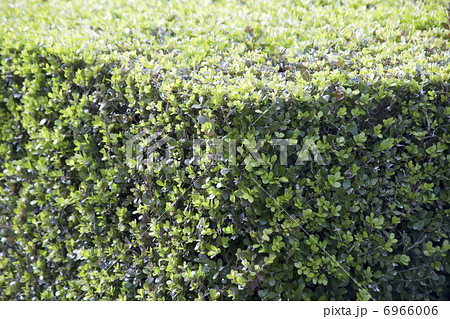 公園のボックスウッドの葉 公園のボックスウッドの葉 6966006