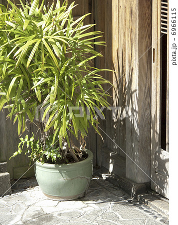 民家の玄関先の観葉植物の写真素材