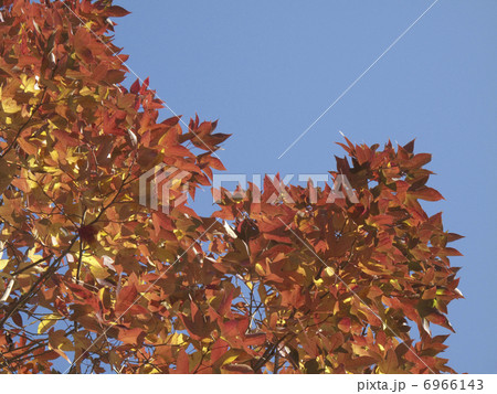 青空と紅葉 6966143