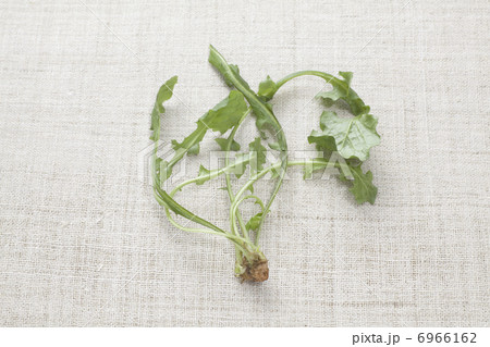 なずな なずな 6966162