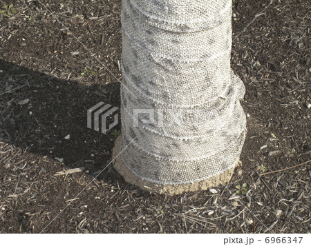 樹木のこも被り 6966347