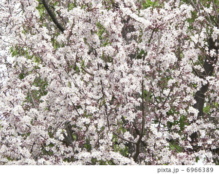 ベニバスモモの花 6966389