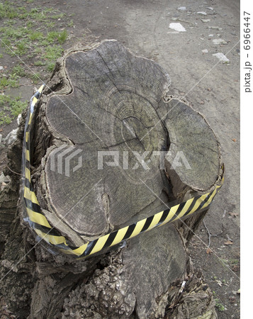 危険な切り株 危険な切り株 6966447