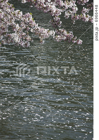 桜と琵琶湖疎水 6966448