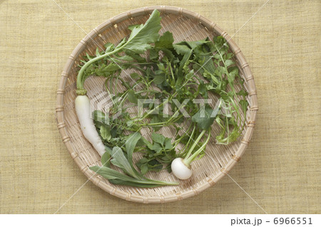 春の七草 春の七草 6966551