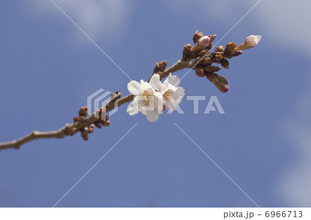 桜の花と青空 6966713