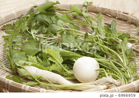 春の七草 6966959