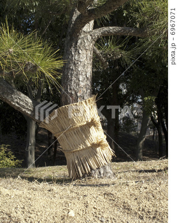 松の木の保護むしろ 松の木の保護むしろ 6967071