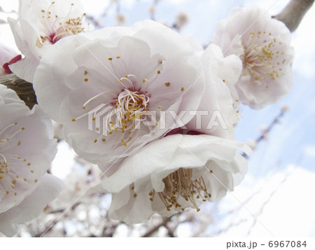 梅の花 梅の花 6967084