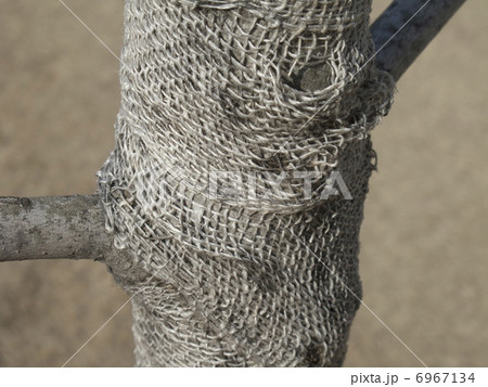 樹木のこも被り 6967134