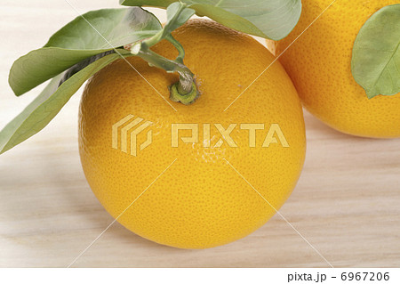 ハッサク ハッサク 6967206