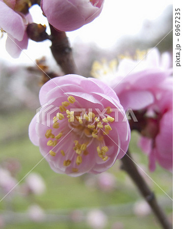 梅の花 梅の花 6967235
