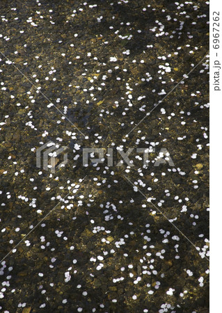 さくらと高瀬川 6967262