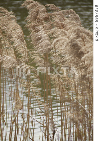 池の畔に生えるすすき 池の畔に生えるすすき 6967359