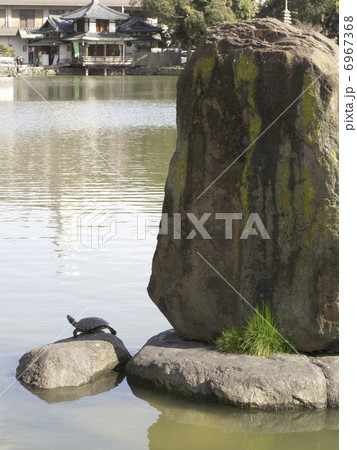 奈良市の猿沢池 奈良市の猿沢池 6967368