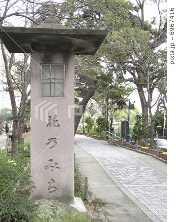 宝塚駅前の花のみち 6967416