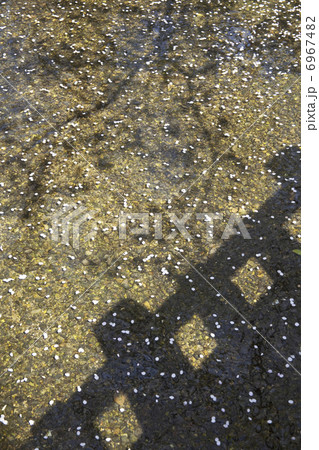 さくらと高瀬川 6967482