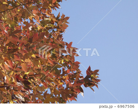 青空と紅葉 6967506
