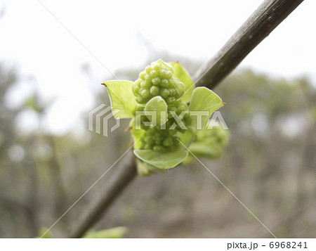 ライラックの新芽 ライラックの新芽 6968241