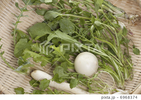 春の七草 6968374