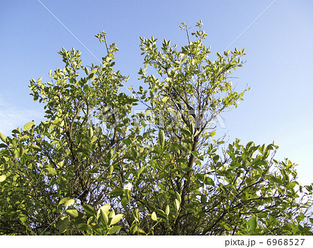 右近の橘 6968527