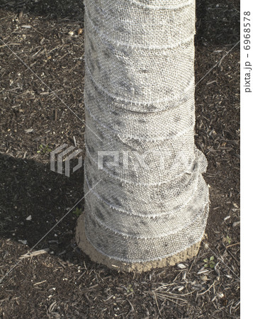 樹木のこも被り 6968578