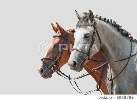 Two horses 6968798