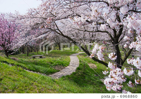 桜と遊歩道 桜と遊歩道 6968860