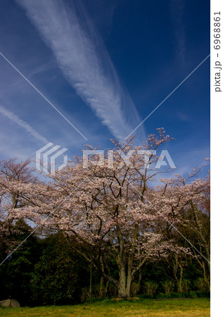 桜と青空 6968861