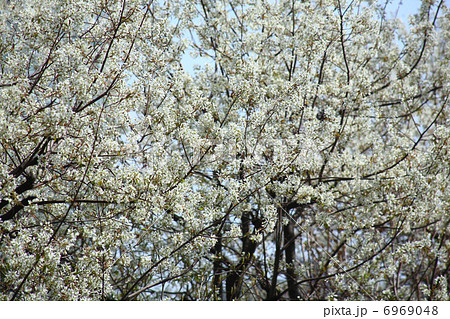 サイフリボク 6969048