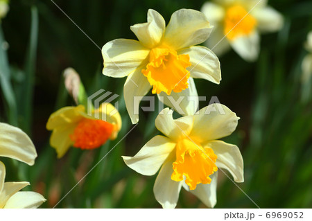 スイセン 6969052