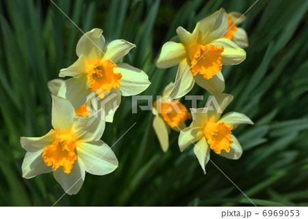 スイセン 6969053