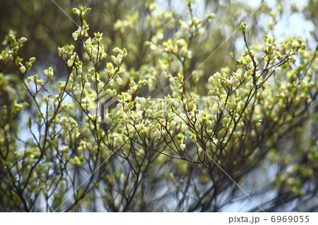 ドウダンツツジ 6969055