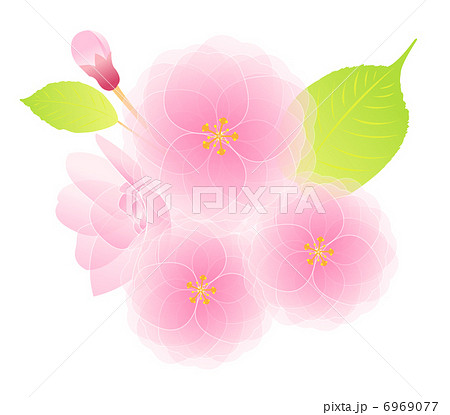 八重桜 6969077