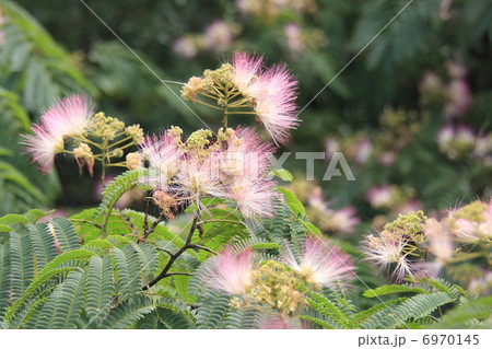 ネムの花 6970145