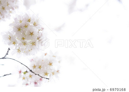 桜 6970168
