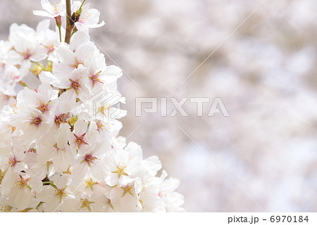 桜 6970184