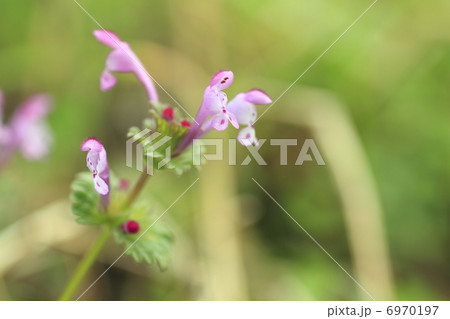 ホトケノザ 花 ホトケノザ 花 6970197