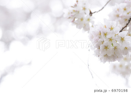 桜 6970198