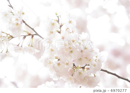 桜 6970277