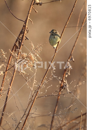 朝日に映えるアオジ雌 6970815