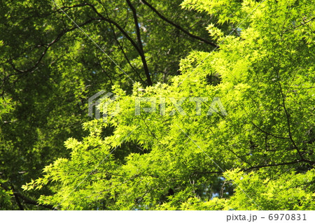 モミジの新緑 6970831